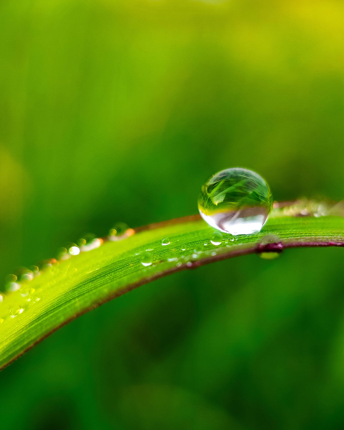 A close-up macro photograph of a clear water droplet resting on a bright green leaf, with more dewdrops along the edge and a soft blurred green background.