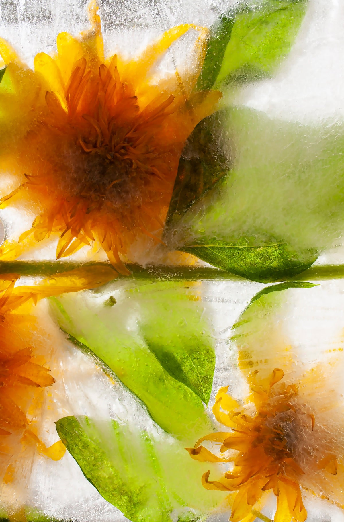 A close-up artistic shot of sunflowers pressed or frozen within clear ice, showing bright yellow-orange petals, green leaves, and a stem against a translucent white background.